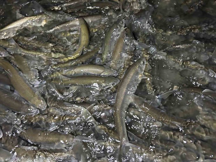 Van Gölü’nde inci kefali göçü başladı: Ekipler sağanak yağış altında nöbette