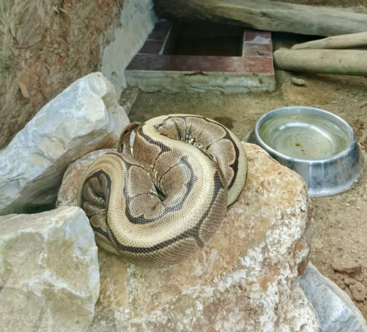 Ordu’da yasa dışı bulundurulan piton ele geçirildi