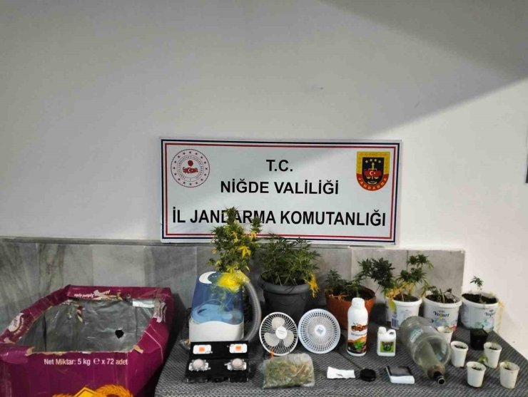 Niğde’de yasadışı kenevir yetiştirenlere operasyon