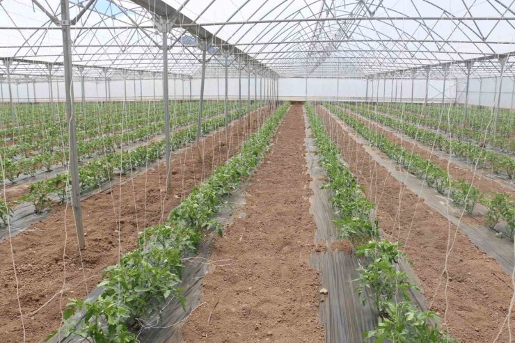 23 dekarlık serada yılda 3 ürün hasadı