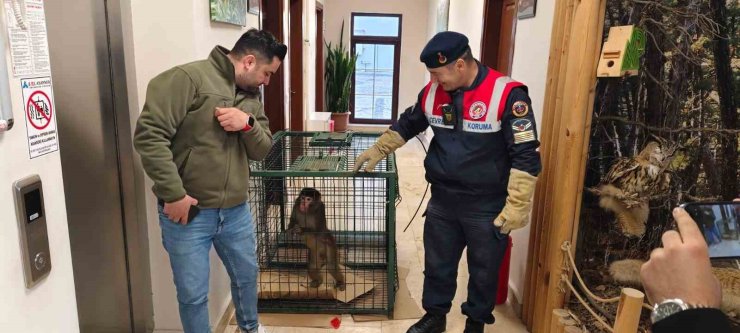 Yozgat’ta yakalanan Hint şebeği maymunu Ankara’da koruma altına alındı