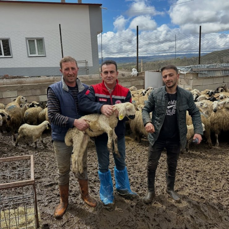 Aydıntepe’de küçükbaş hayvan tespitleri sürüyor