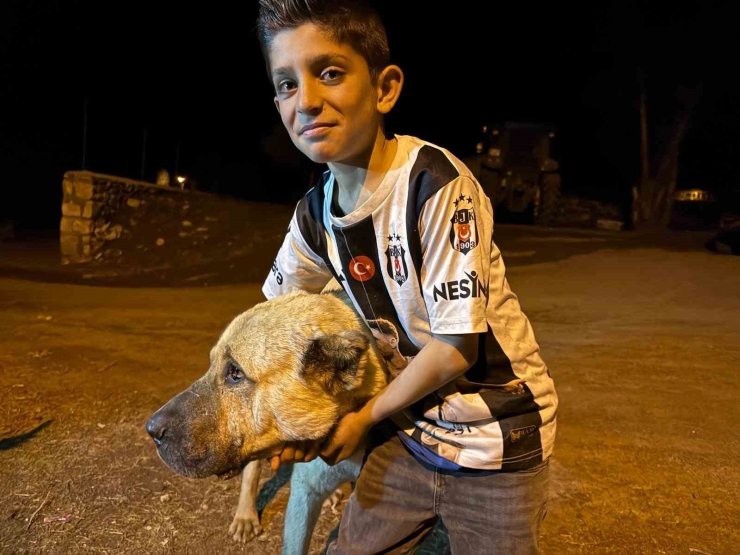 Köyde iki ayının saldırısına uğrayan Sencar’ın imdadına çoban köpeği Kral yetişti
