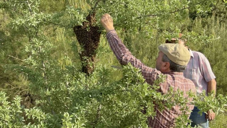 Çanakkale’de yavru arı bolluğu arı üreticilerinin yüzünü güldürdü