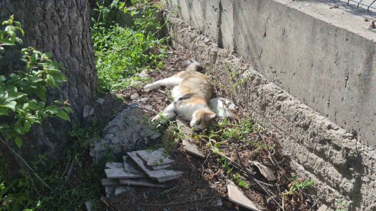 Sabah beslediği anne ve yavru kediyi öğlen telef olmuş halde buldu