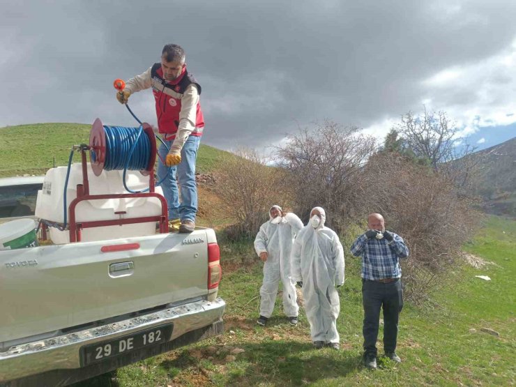 Gümüşhane’de çekirge istilasına uğrayan köyde ilaçlama çalışması başlatıldı