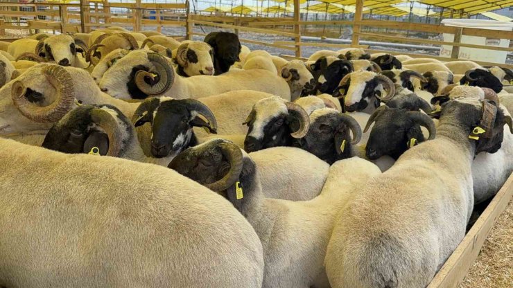 Kurban Bayramı’na sayılı günler kala hayvan pazarları kurulmaya başladı