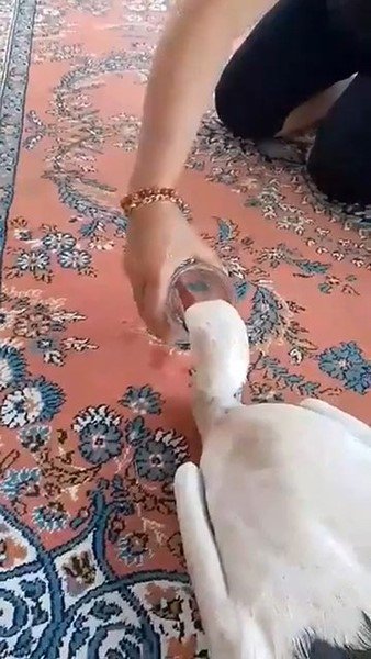 Yaralı leyleğe sahip çıktı