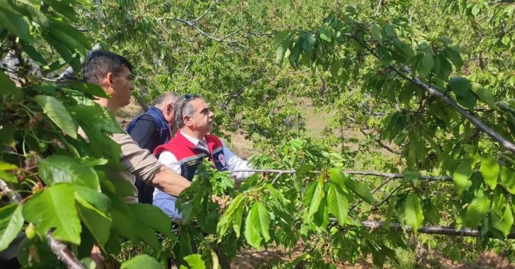 Aydın’da dolu vurdu, zarar gören tarım arazileri yerinde incelendi