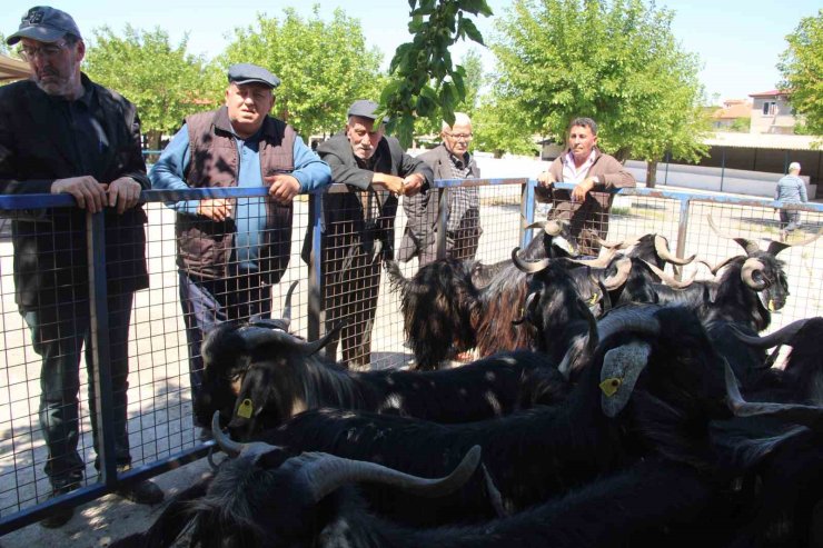 Muğla’da kurbanlık satışları devam ediyor