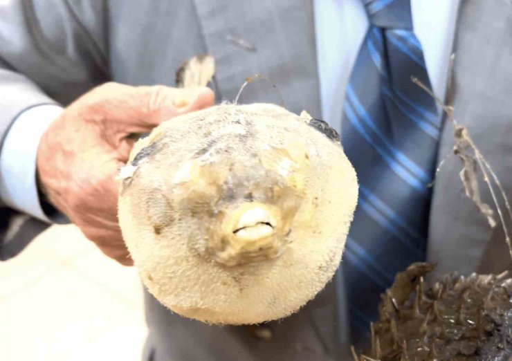 Balıkçı Kenan’dan "balon balığı" uyarısı: "Dişleri jilet gibi, dikenleri zehirli"