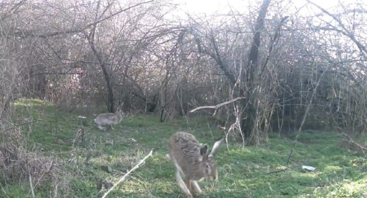 Çankırı’da yaban hayatı kamerada