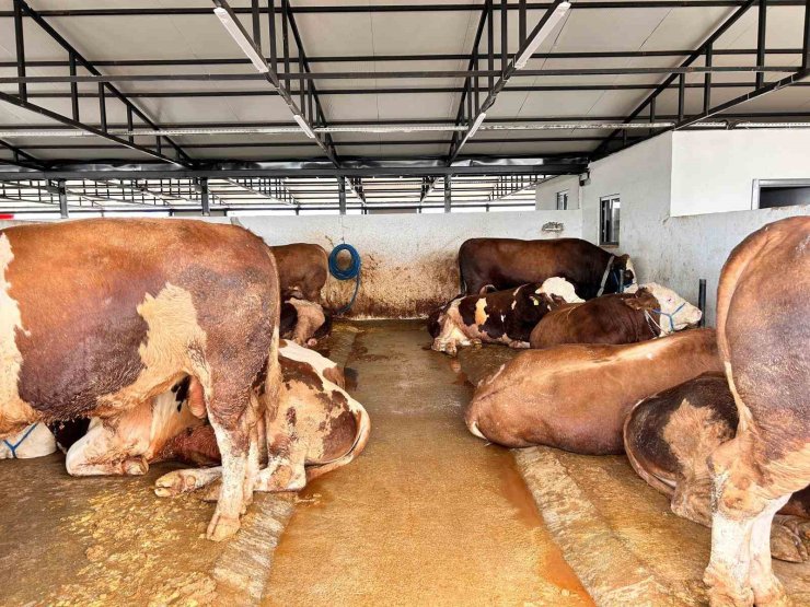 Ankara’da hayvan pazarlarında kurbanlıklar alıcılarını bekliyor