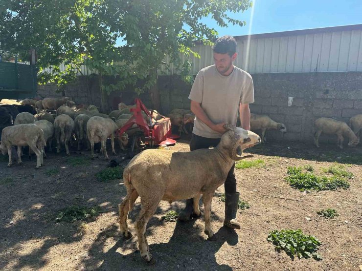 Kestirmek isteyene kırsalda kurbanlık 20 bin liradan başlıyor
