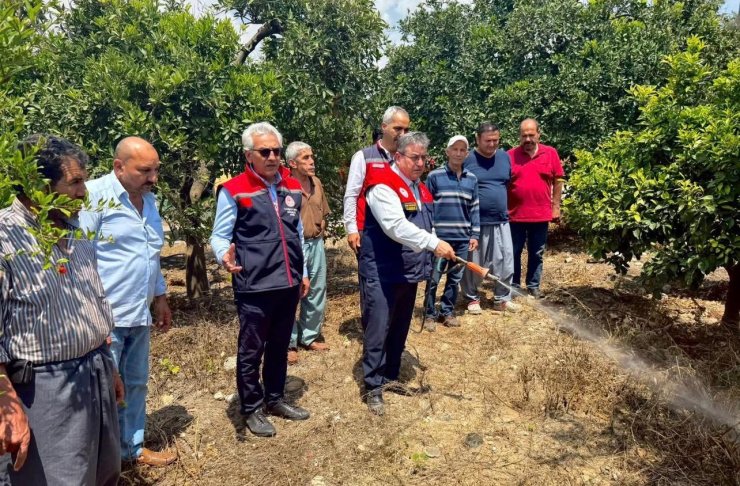 Akdeniz meyve sineğiyle mücadele kesintisiz sürüyor