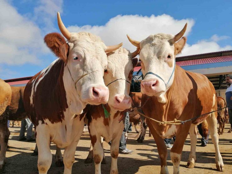 Bayburt’ta kurbanlık satışları bugün başladı