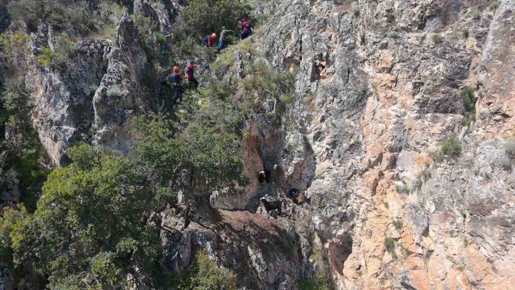 Dağda mahsur kalan keçiler kurtarıldı