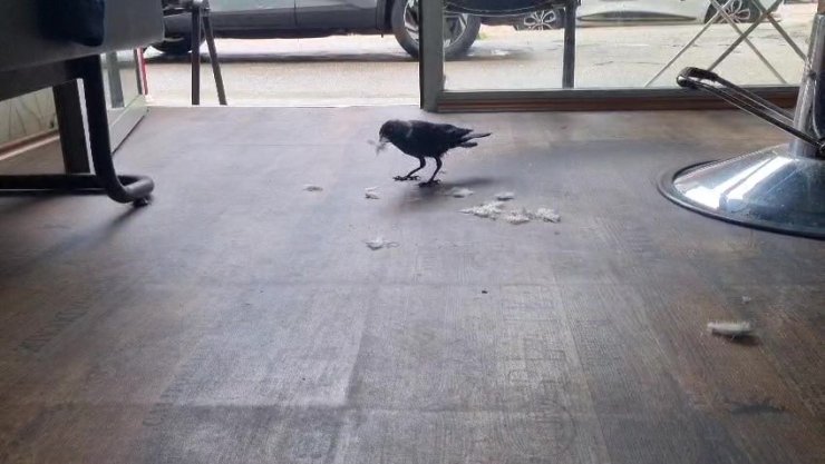 Kuaför çırağı karga