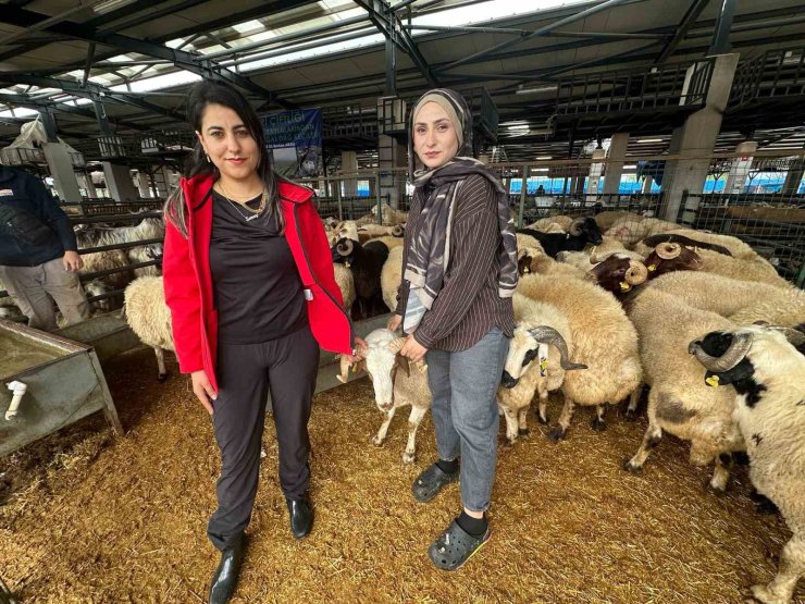 İki genç kuzen celep, Bursa’daki kurban pazarında rekabeti artırdı