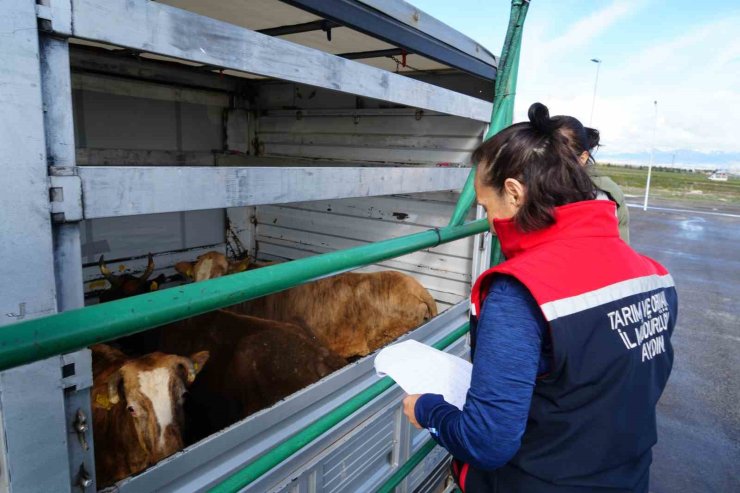 Erzurum’da kurbanlıklara sıkı denetim