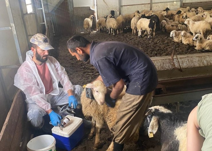 Kemah’ta küçükbaş hayvanlar için sağlık taraması yapıldı