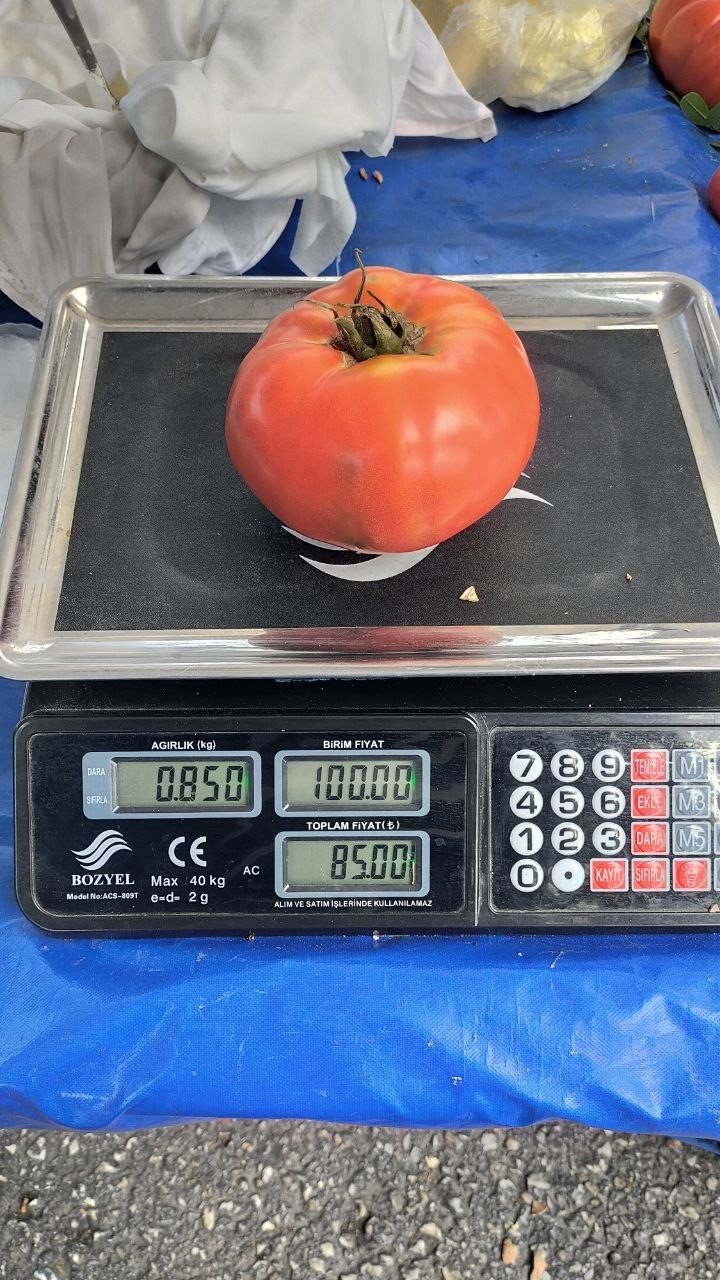 Aydın’da 850 gramlık domates pazarda ilgi gördü