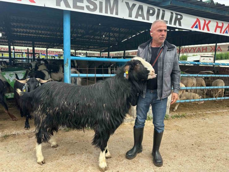 Bursa’daki kurban pazarının şampiyon keçisi 47 bin liradan satıldı