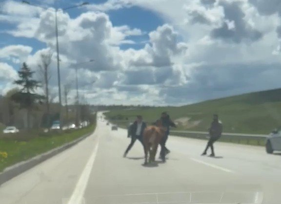 Erzurum’da bir kurban klasiği: Kaçan kurbanlıklar trafiği birbirine kattı