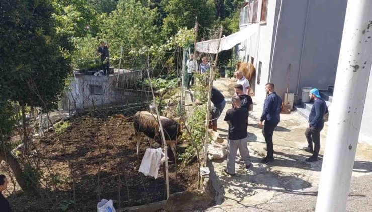 Rize’de kaçan kurbanlık sahiplerine zor anlar yaşattı