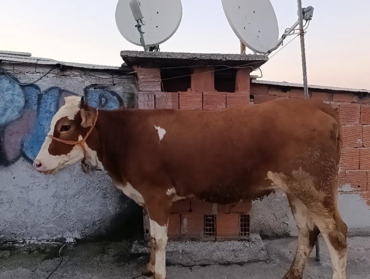 Kesmek için büyükbaş hayvanı 6’ıncı kata çıkardı