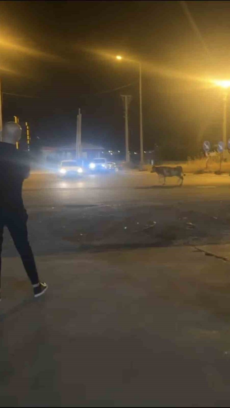 Mardin’de kaçan kurbanlık inek ortalığı birbirine kattı