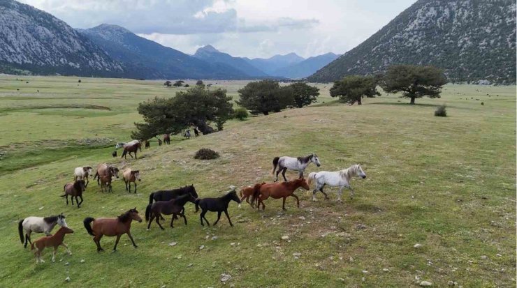 Kökenleri Osmanlı Süvari atlarına dayanan Toroslar’ın özgür ruhları yılkı atları