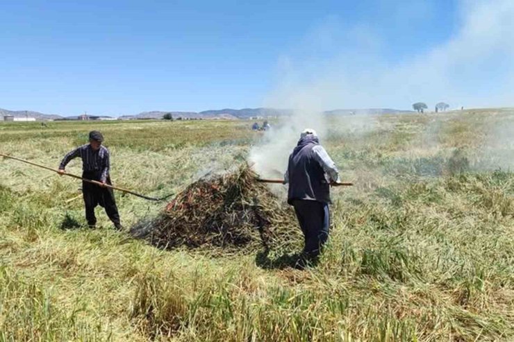 Araban Ovası’nda firik ütümü sezonu başladı