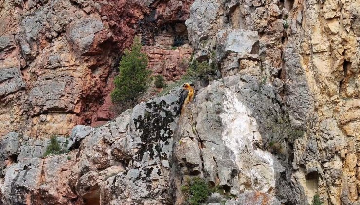 Sakallı akbaba Gümüşhane’de görüntülendi