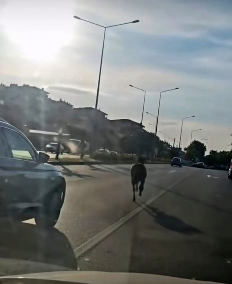 Başıboş at ana yolda trafiği tehlikeye attı