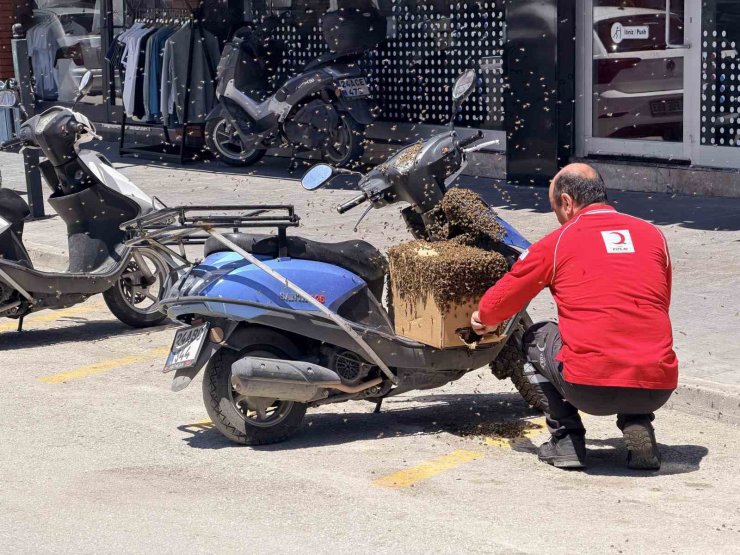 Şehrin göbeğinde oğul veren arılar ilgi odağı oldu