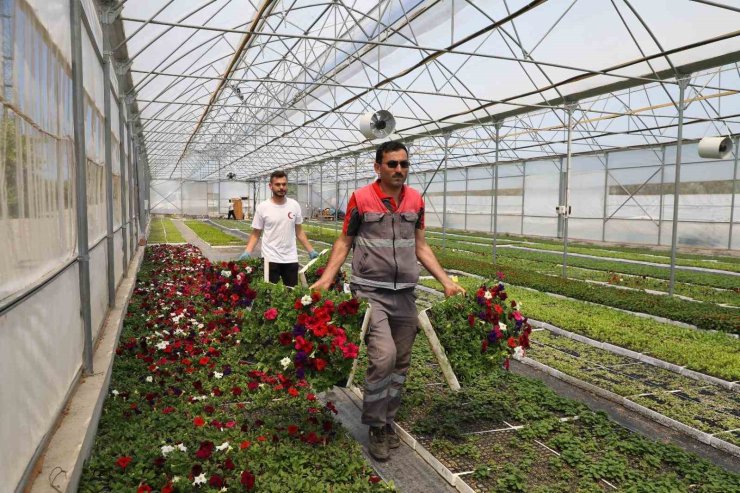 Büyükşehir’in ürettiği çiçekler Ordu’yu renklendiriyor