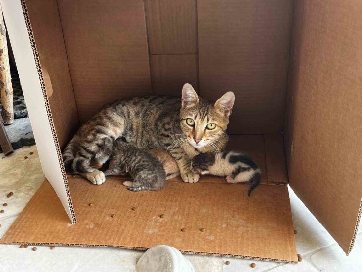 İşyerinde doğan kedi yavrularına esnaf sahip çıktı