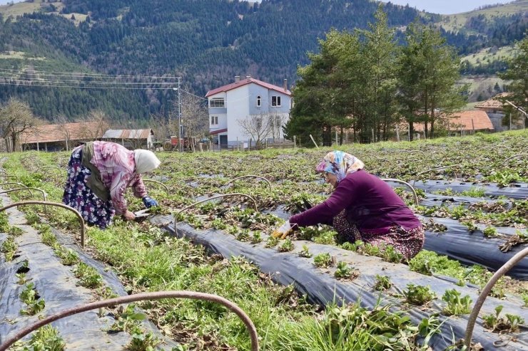 Samsun’da 14 bin 358 üreticiye destek