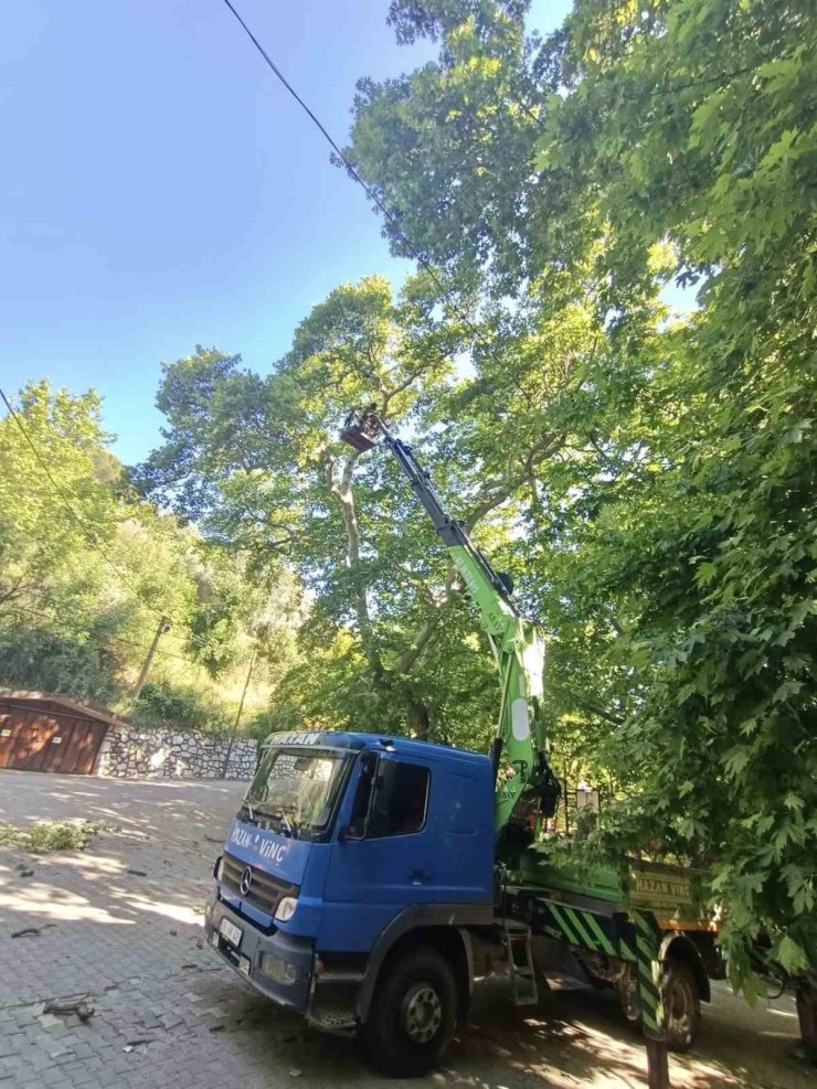Karacasu’daki anıt ağaçlar yaz dönemine hazırlandı