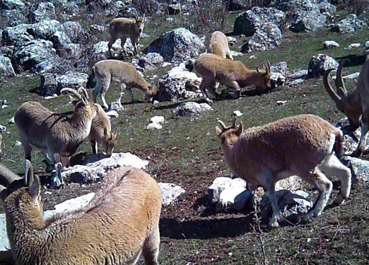 Munzur’un sessiz misafirleri fotokapana takıldı