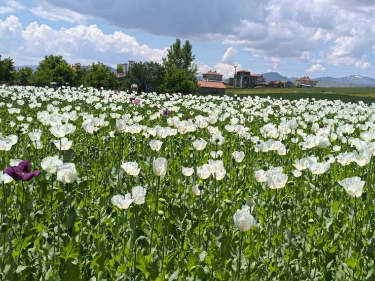 Çiçek açan haşhaş tarlaları adeta doğal fotoğraf stüdyosuna döndü