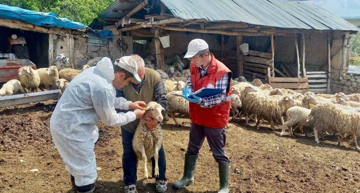 ’Halk Elinde Küçükbaş Hayvan Islahı Projesi’nde doğan kuzular tespit edildi