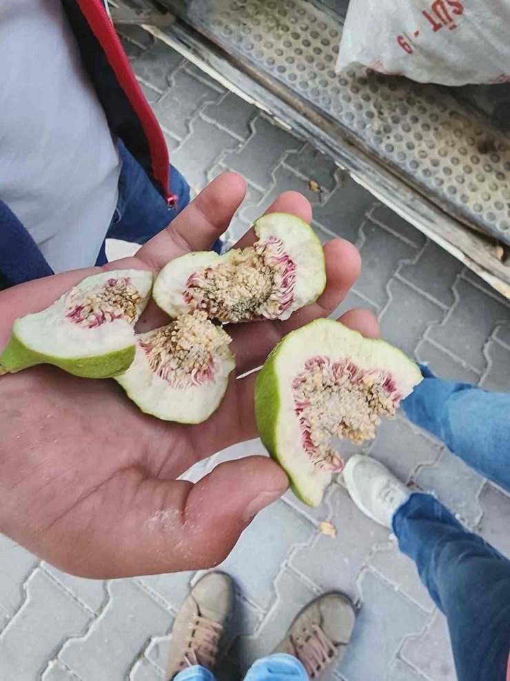 Buharkent’te üreticiler ’belgesiz ilek’ kullanımına karşı uyarıldı