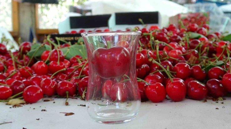 Çanakkale’de çay bardağına sığmayan Lapseki kirazında hasat başladı