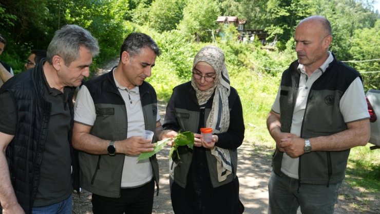 Kestane ormanlarını korumak için 5 bin samuray arısı doğaya salındı