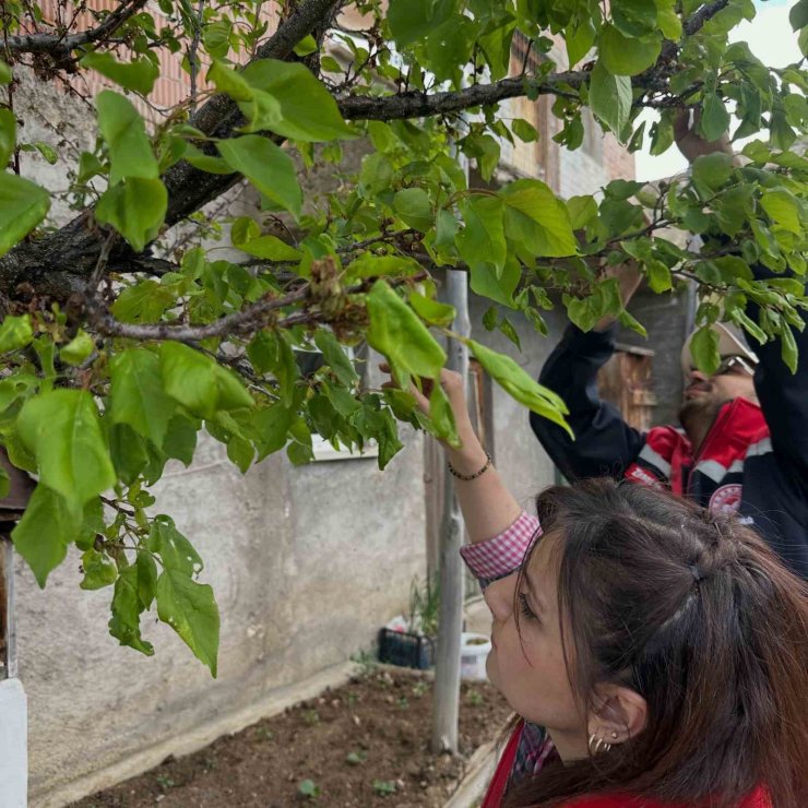 Aydıntepe’deki meyve bahçelerinde hastalık ve zararlı kontrolü yapıldı