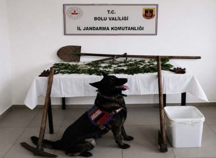 Bolu’da kenevir bahçesi oluşturan şüpheli tutuklandı