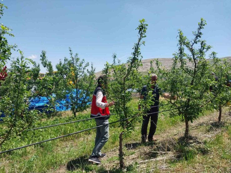 Niğde’de dolu ve sağanak tarım arazilerine zarar verdi