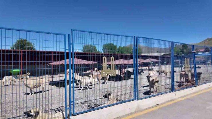 Bakan Mustafa Çiftçi’nin Erzurum’daki sokak köpeği başarısı Türkiye’ye örnek oluyor